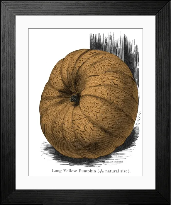 Framed Print : Pumpkin Long Yellow 19C Framed Print : Pumpkin Long Yellow 19C
