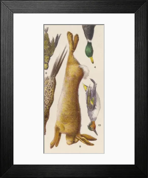 Framed Print : HARE. A hare Framed Print : HARE. A hare