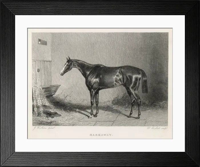 Framed Print : RACEHORSE HARKAWAY Framed Print : RACEHORSE HARKAWAY