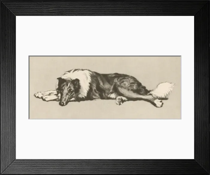 Framed Print : Collie Dog Aldin 1933 Framed Print : Collie Dog Aldin 1933