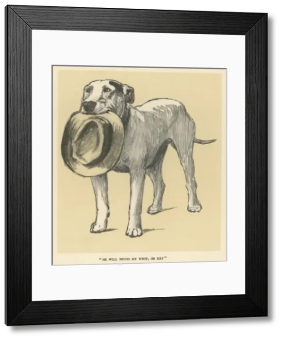 Framed Print : Bull Terrier Aldin Framed Print : Bull Terrier Aldin