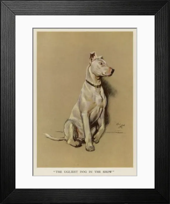 Framed Print : Bull Terrier Aldin Framed Print : Bull Terrier Aldin
