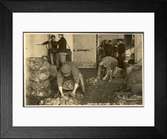 Framed Print : Sorting Oysters Framed Print : Sorting Oysters