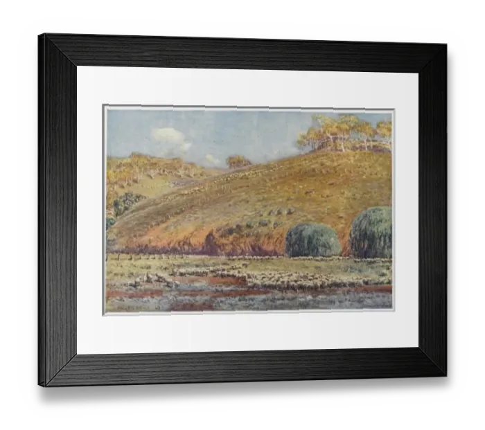 Framed Print : Australian Sheep Run Framed Print : Australian Sheep Run