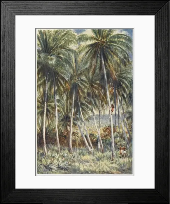 Framed Print : Coconut Palms Framed Print : Coconut Palms