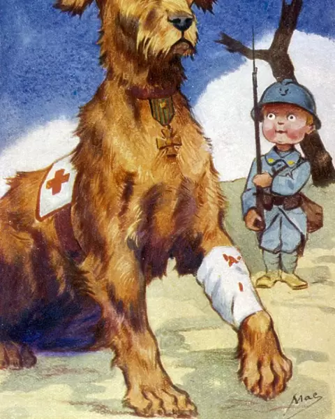 Wounded Red Cross Dog