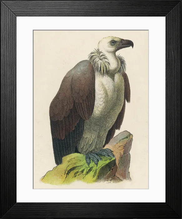 Framed Print : VULTURE. Vulture Framed Print : VULTURE. Vulture
