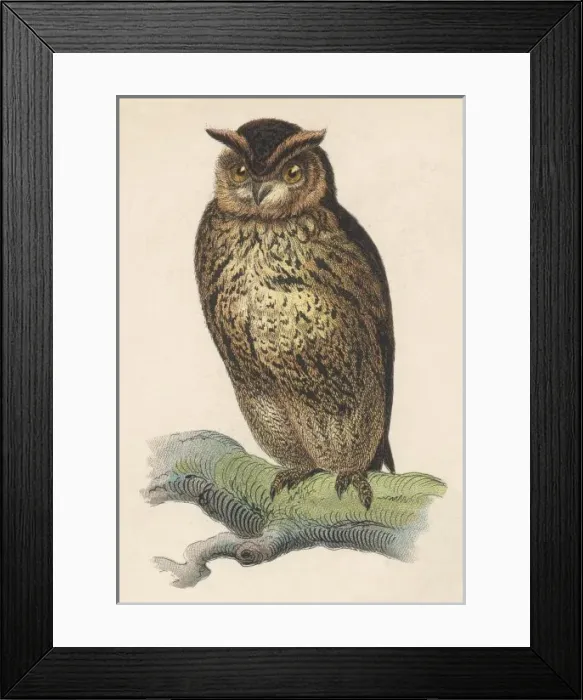 Framed Print : OWL. Owl Framed Print : OWL. Owl