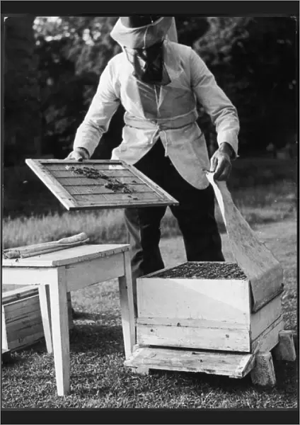 Beekeeping 1960S