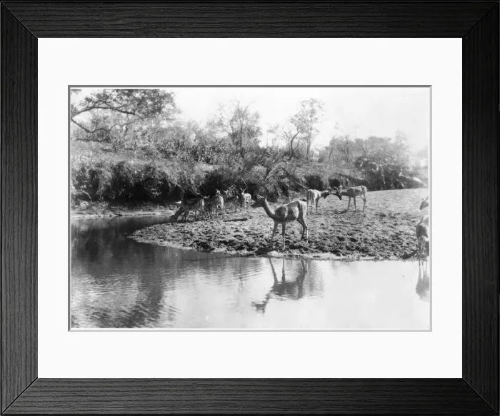Framed Print : African Waterbucks Framed Print : African Waterbucks