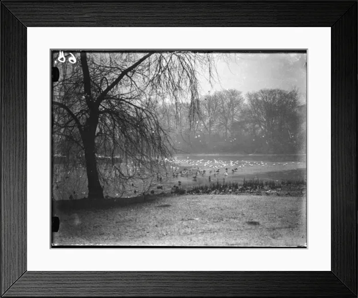 Framed Print : Birds in St Jamess Park Framed Print : Birds in St Jamess Park