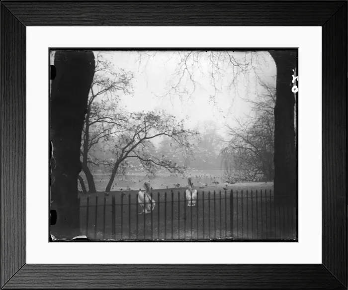 Framed Print : Pelicans in the Park Framed Print : Pelicans in the Park