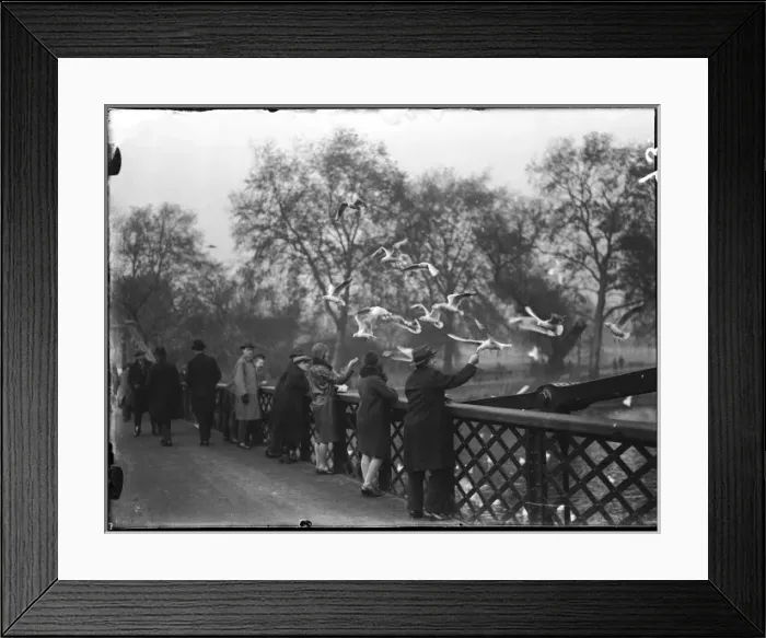 Framed Print : Feeding Gulls 1930S Framed Print : Feeding Gulls 1930S