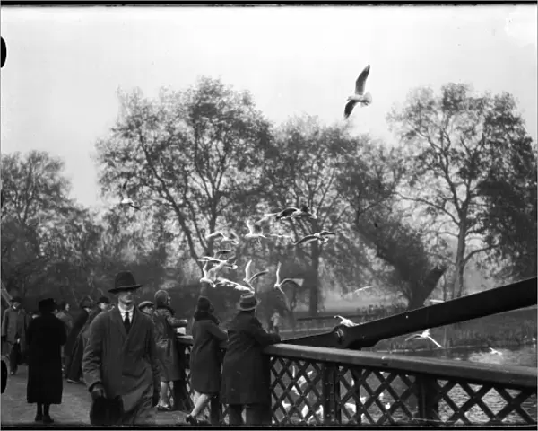 Feeding Gulls 1930S