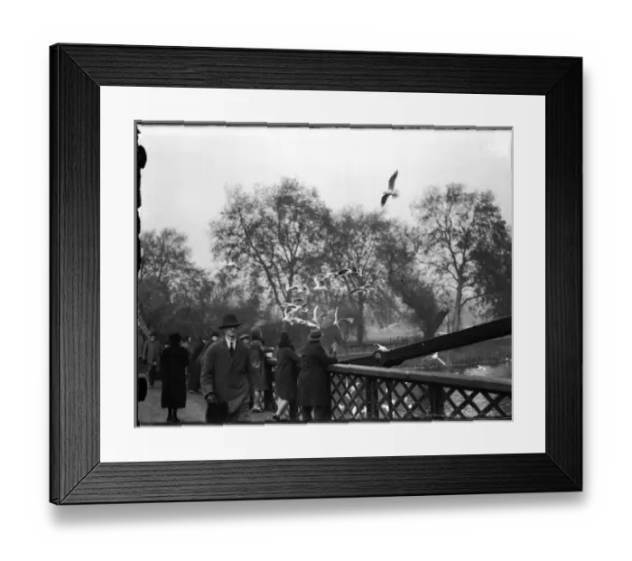 Framed Print : Feeding Gulls 1930S Framed Print : Feeding Gulls 1930S
