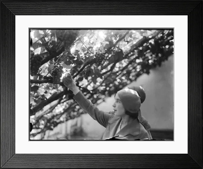 Framed Print : Hampton Court Vines Framed Print : Hampton Court Vines
