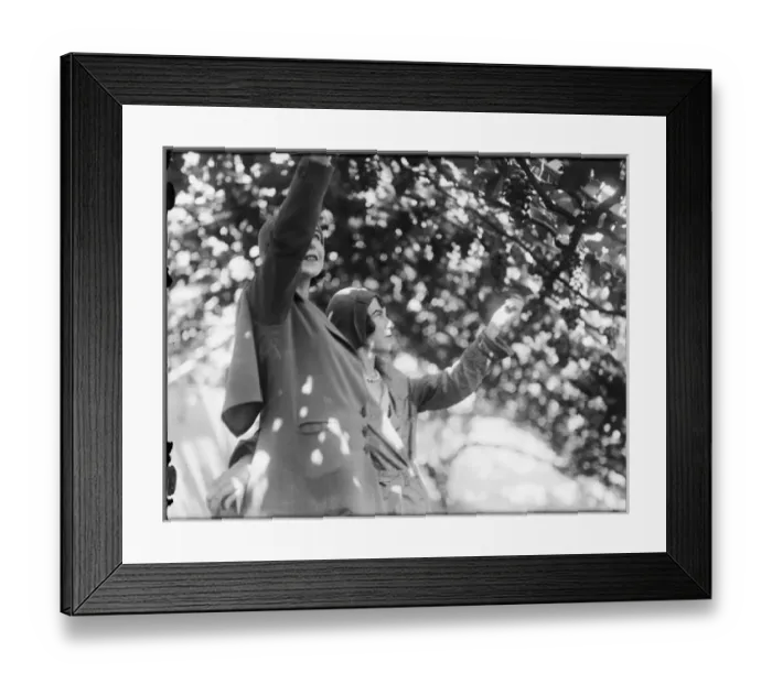 Framed Print : Hampton Court Vines Framed Print : Hampton Court Vines