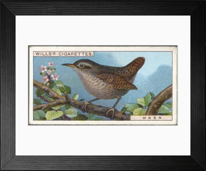 Framed Print : Wren / Cigarette Card / 1915 Framed Print : Wren / Cigarette Card / 1915