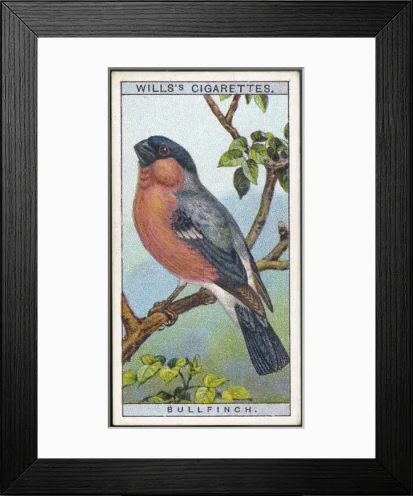 Framed Print : Bullfinch / Cig. Card / 1915 Framed Print : Bullfinch / Cig. Card / 1915