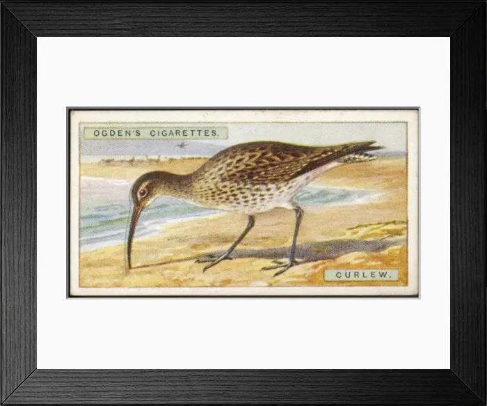 Framed Print : CURLEW / CIG. CARD / 1915 Framed Print : CURLEW / CIG. CARD / 1915