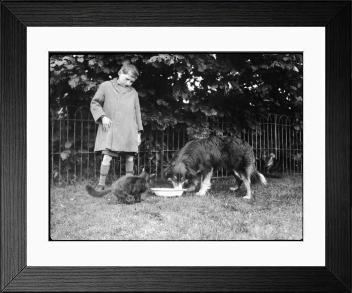Framed Print : Cat & Dog having Dinner Framed Print : Cat & Dog having Dinner