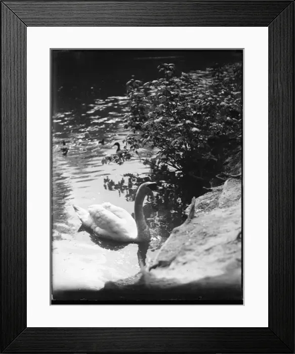 Framed Print : Swan in the Sunshine Framed Print : Swan in the Sunshine