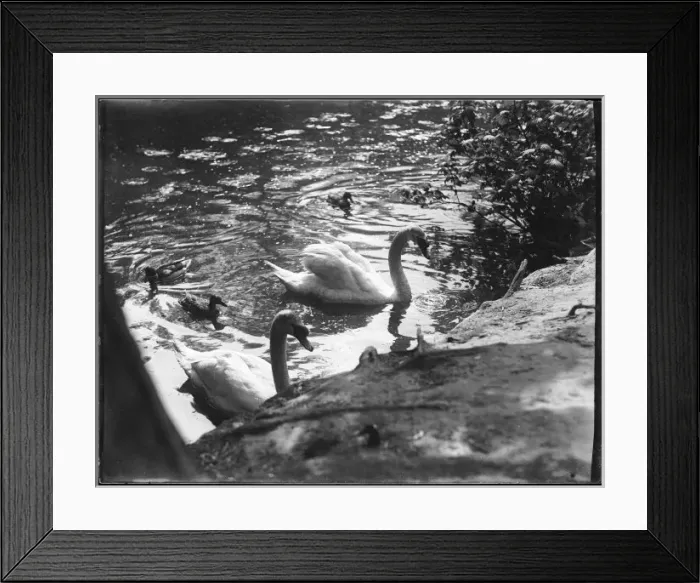 Framed Print : Family of Swans Framed Print : Family of Swans