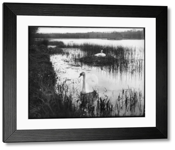 Framed Print : Swans Among Reeds Framed Print : Swans Among Reeds