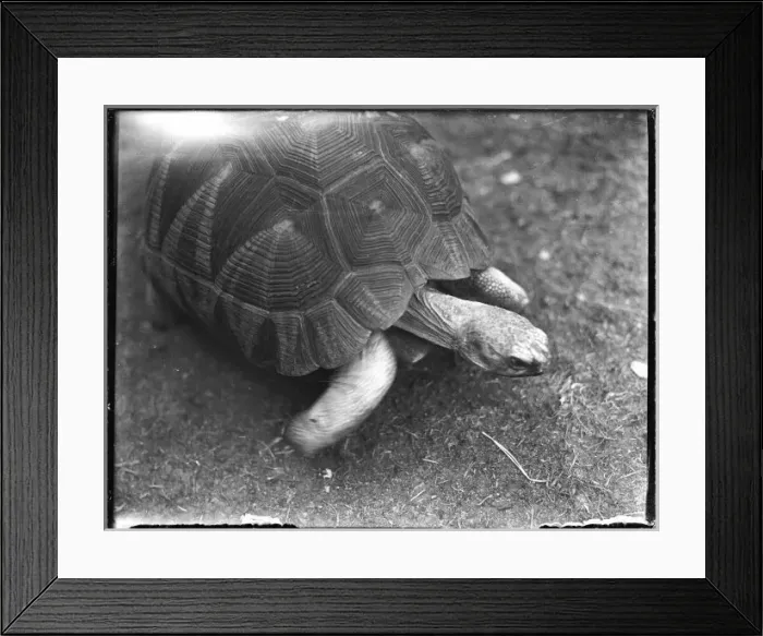 Framed Print : A TORTOISE Framed Print : A TORTOISE