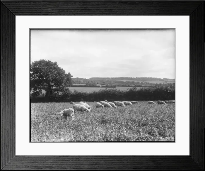 Framed Print : Devonshire Sheep Framed Print : Devonshire Sheep