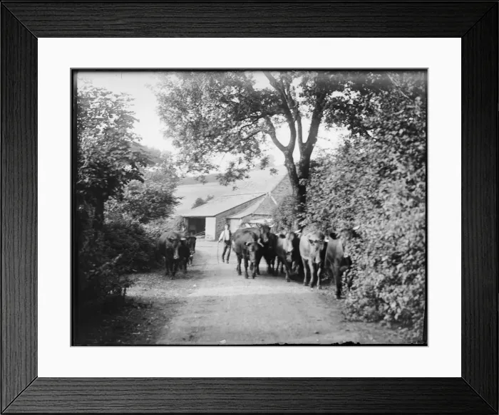 Framed Print : Farmer with Cattle Framed Print : Farmer with Cattle