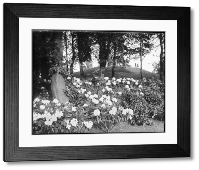 Framed Print : Woodland Rhododendrons Framed Print : Woodland Rhododendrons