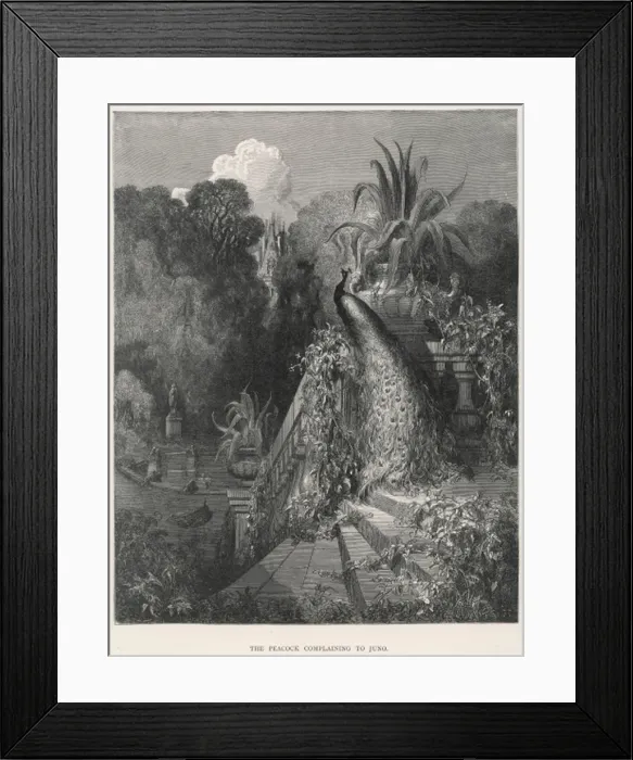 Framed Print : Juno & the Peacock Framed Print : Juno & the Peacock