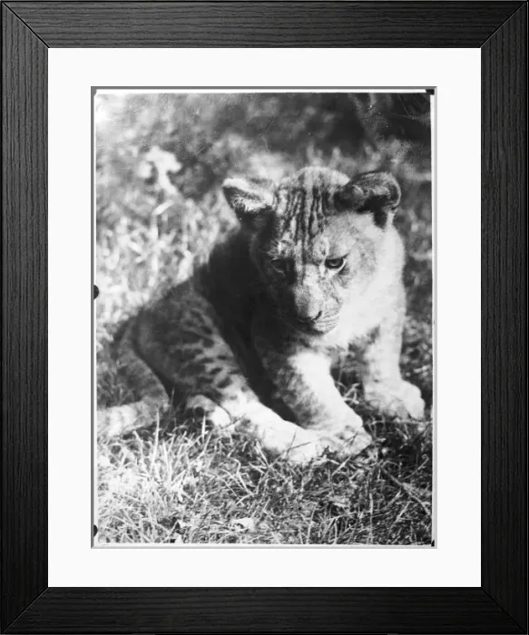 Framed Print : Leopard at the Zoo Framed Print : Leopard at the Zoo