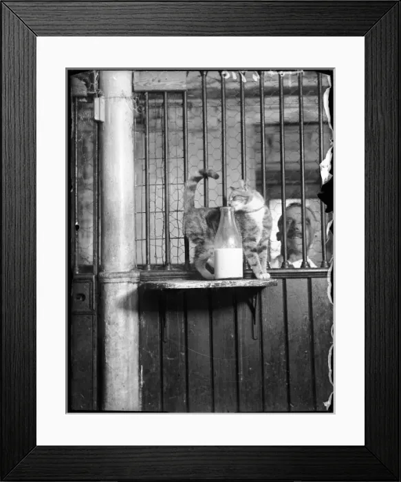 Framed Print : Cat Drinking Milk Framed Print : Cat Drinking Milk