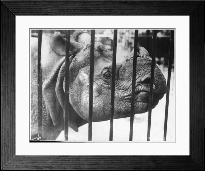 Framed Print : Rhino Behind Bars Framed Print : Rhino Behind Bars