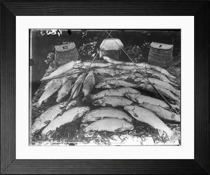 Framed Print : A Catch of Fish Framed Print : A Catch of Fish