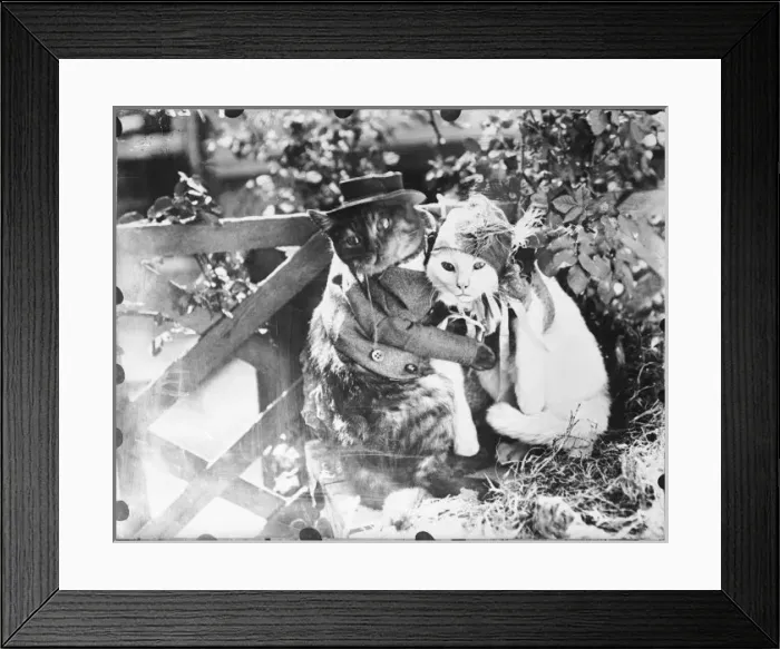 Framed Print : Cuddling Cat Couple Framed Print : Cuddling Cat Couple