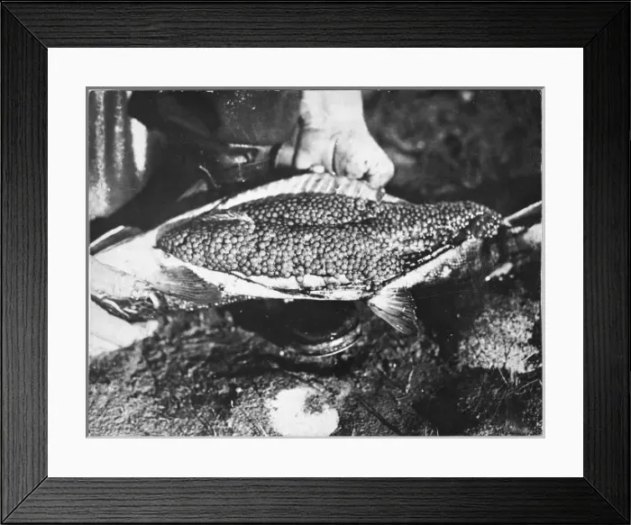 Framed Print : Trout Catch 1934 Framed Print : Trout Catch 1934
