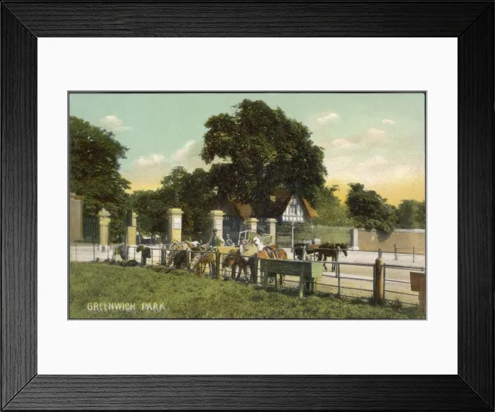 Framed Print : Horses at Greenwich Park Framed Print : Horses at Greenwich Park
