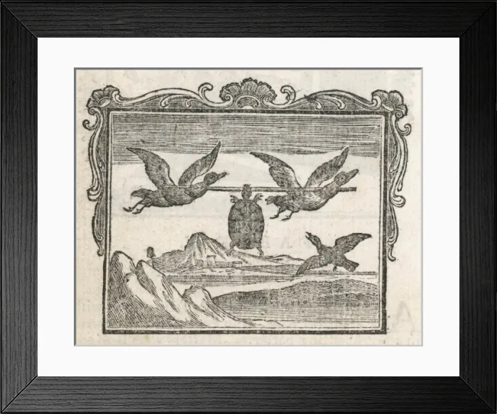 Framed Print : Tortoise & Two Ducks Framed Print : Tortoise & Two Ducks