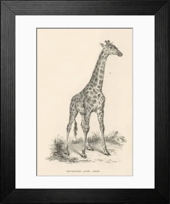 Framed Print : A Solitary Giraffe / C19 Framed Print : A Solitary Giraffe / C19
