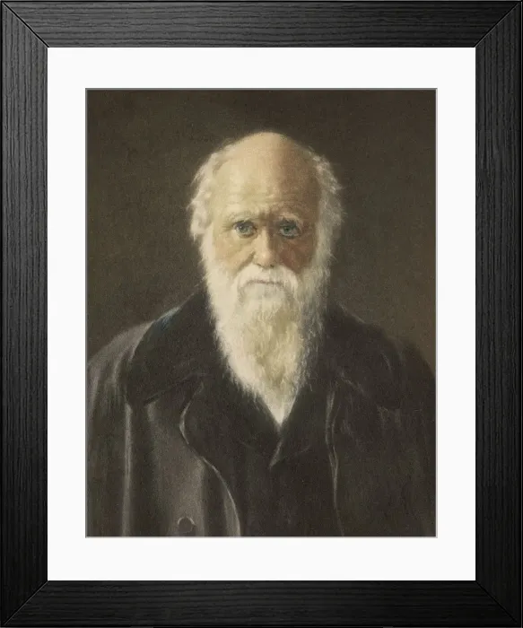 Framed Print : Darwin (Collier) Framed Print : Darwin (Collier)
