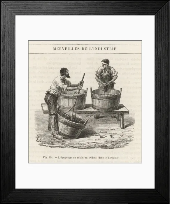 Framed Print : Pressing Grapes by Hand Framed Print : Pressing Grapes by Hand