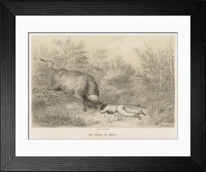 Framed Print : Hunter and Buffalo Framed Print : Hunter and Buffalo