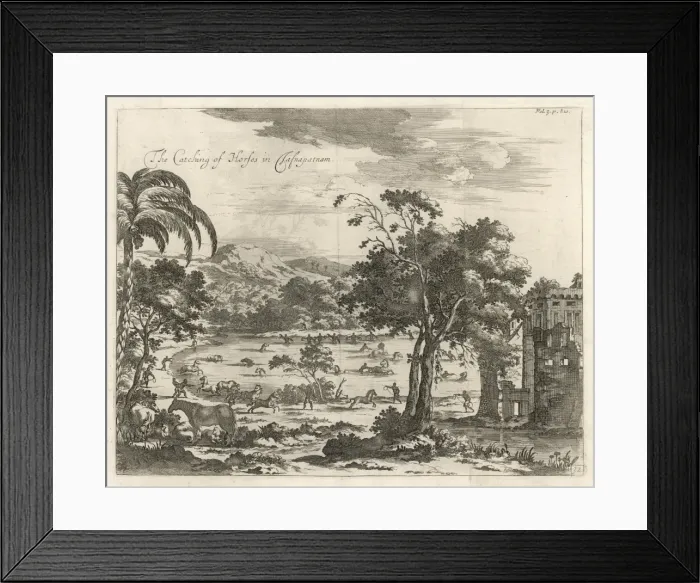 Framed Print : Catching Horses, Ceylon Framed Print : Catching Horses, Ceylon