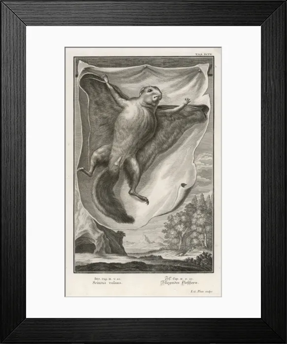 Framed Print : Flying Squirrel Framed Print : Flying Squirrel