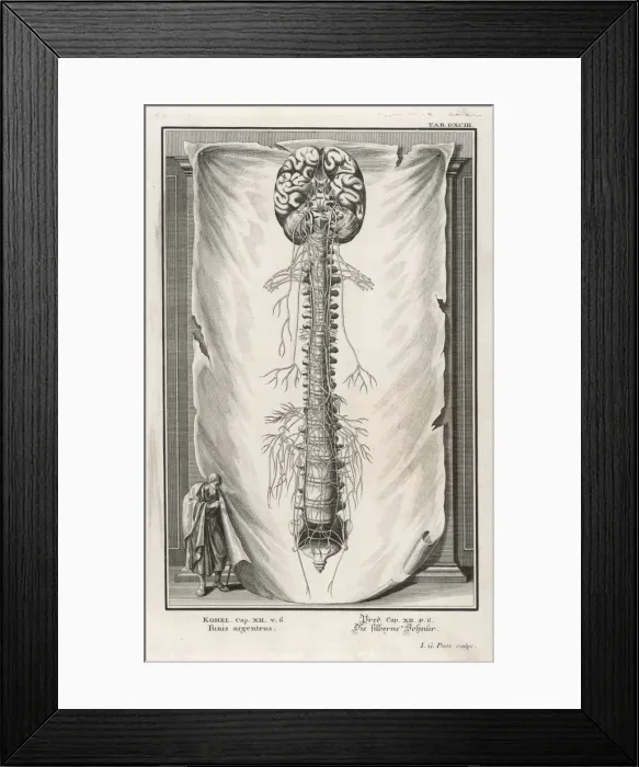 Framed Print : VERTEBRAE Framed Print : VERTEBRAE