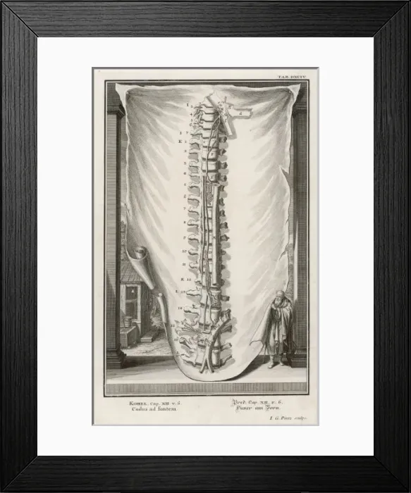 Framed Print : Vertebrae 2 Framed Print : Vertebrae 2