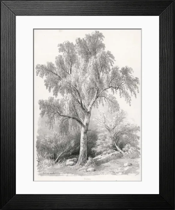 Framed Print : BIRCH TREE Framed Print : BIRCH TREE